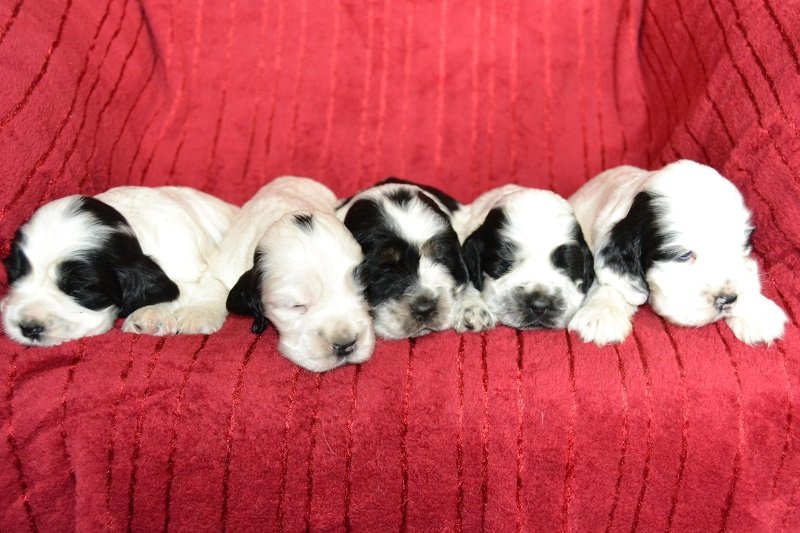 8Qaja, Quentin, Queisi, Quendy, Qwina.JPG